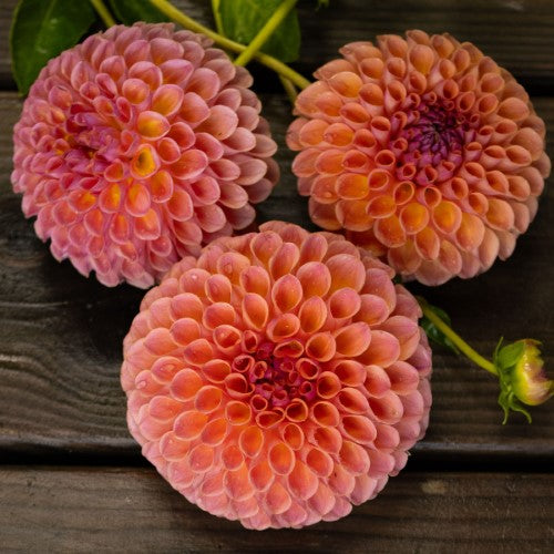 Jowey Winnie Dahlia Tuber