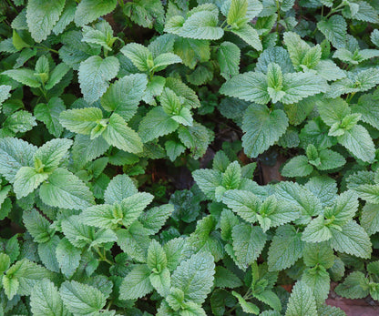 Lemon Balm
