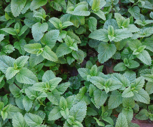 Lemon Balm