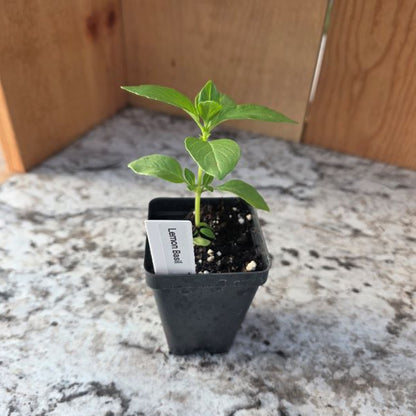 Lemon Basil Herb Plant- See Options