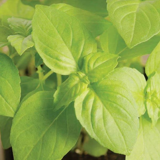 Lemon Basil Herb Plant- See Options