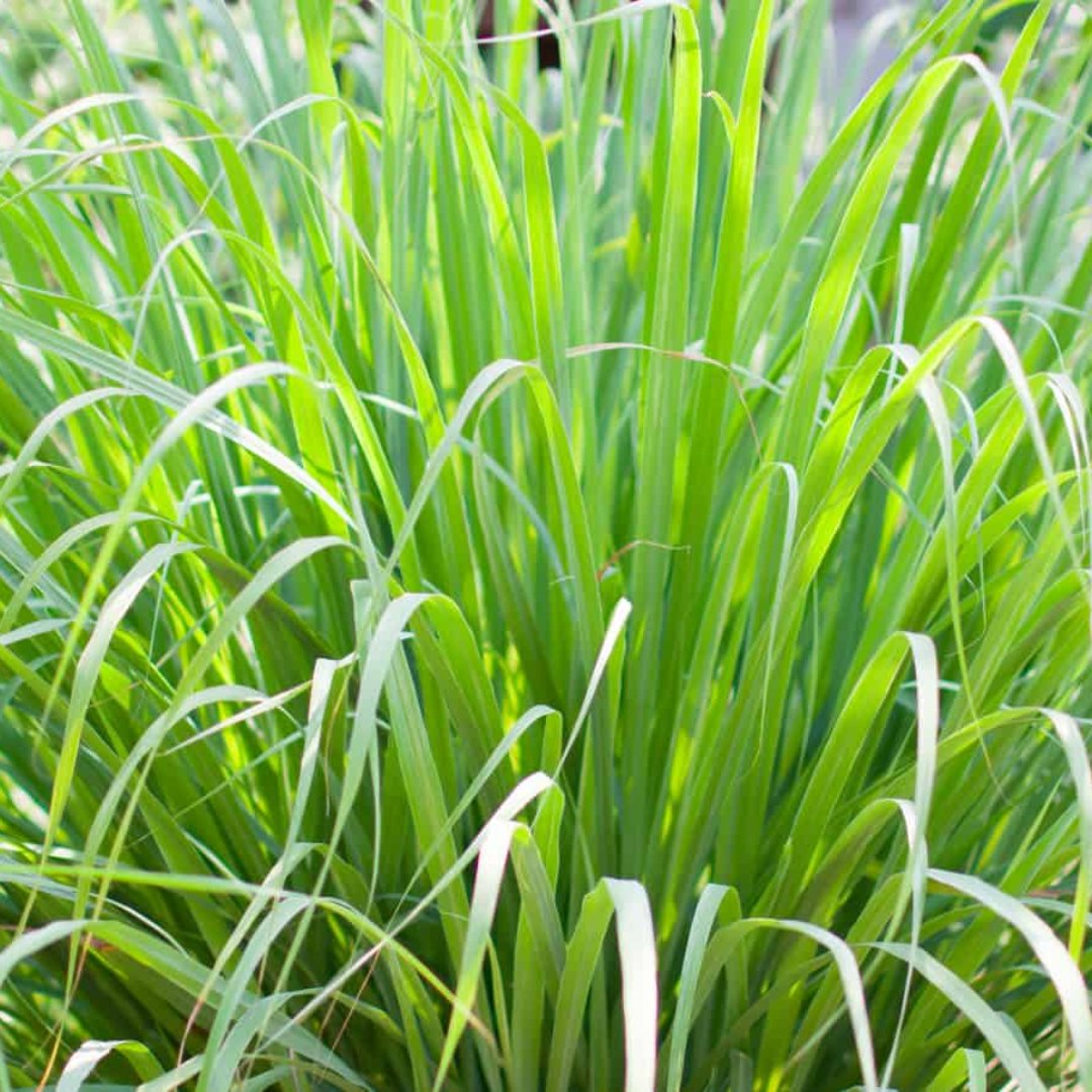 Lemon Grass Herb Plant