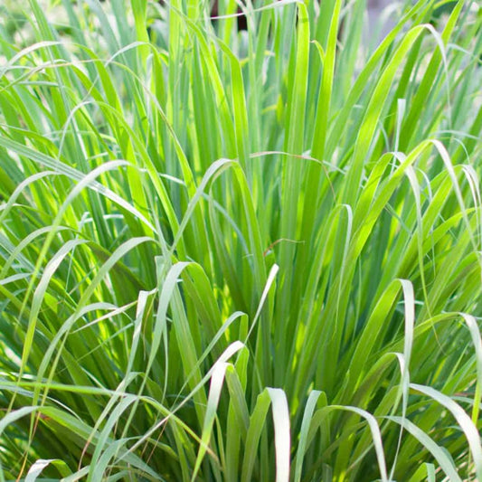 Lemon Grass Herb Plant