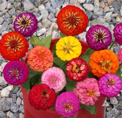 Lilliput Zinnia Mix 6 pack
