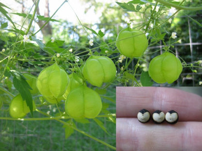 Love in a Puff Vine Plant