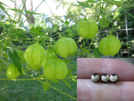 Love in a Puff Vine Plant