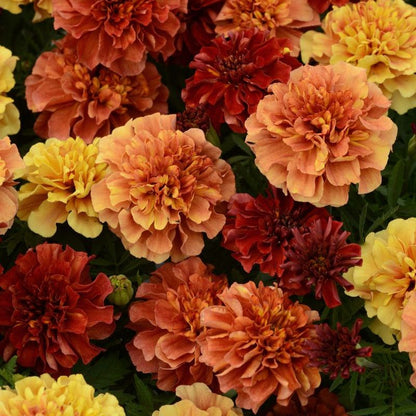 Marigold- Strawberry Blonde  (6 pack)