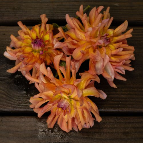 Maui Dahlia Tuber