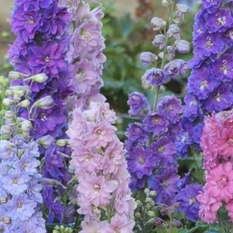 New Millennium Delphinium Plant