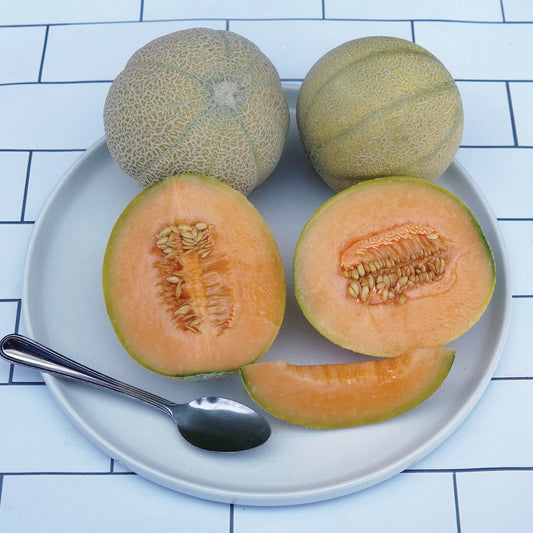 Minnesota Midget Melon
