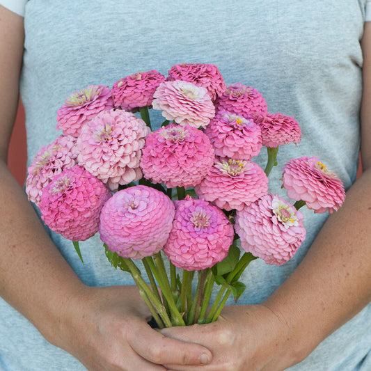 Oklahoma Pink Zinnia 6 pack