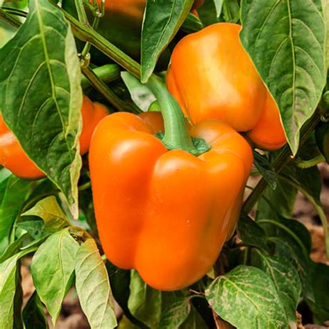 Orange Sun Sweet Bell Pepper Plant