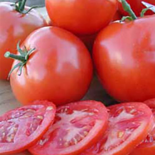 Oregon Spring Tomato Plant