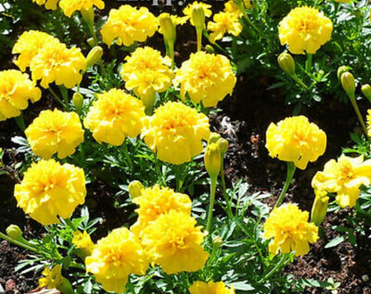 Marigold- Petite Yellow  6 packs