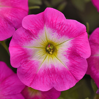 Easy Wave Petunia- Rose Morn 6 pack