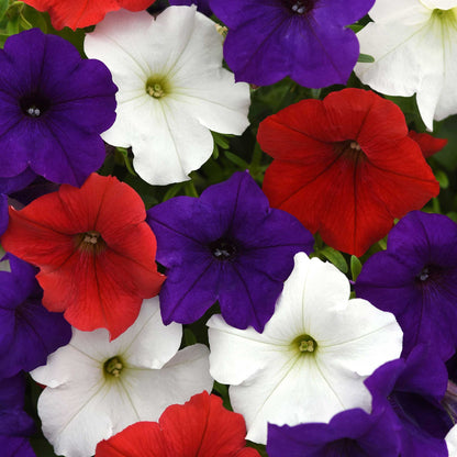 Easy Wave Petunia- Flag Mix 6 Pack
