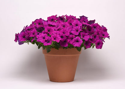 Easy Wave Petunia- Violet 6 Pack