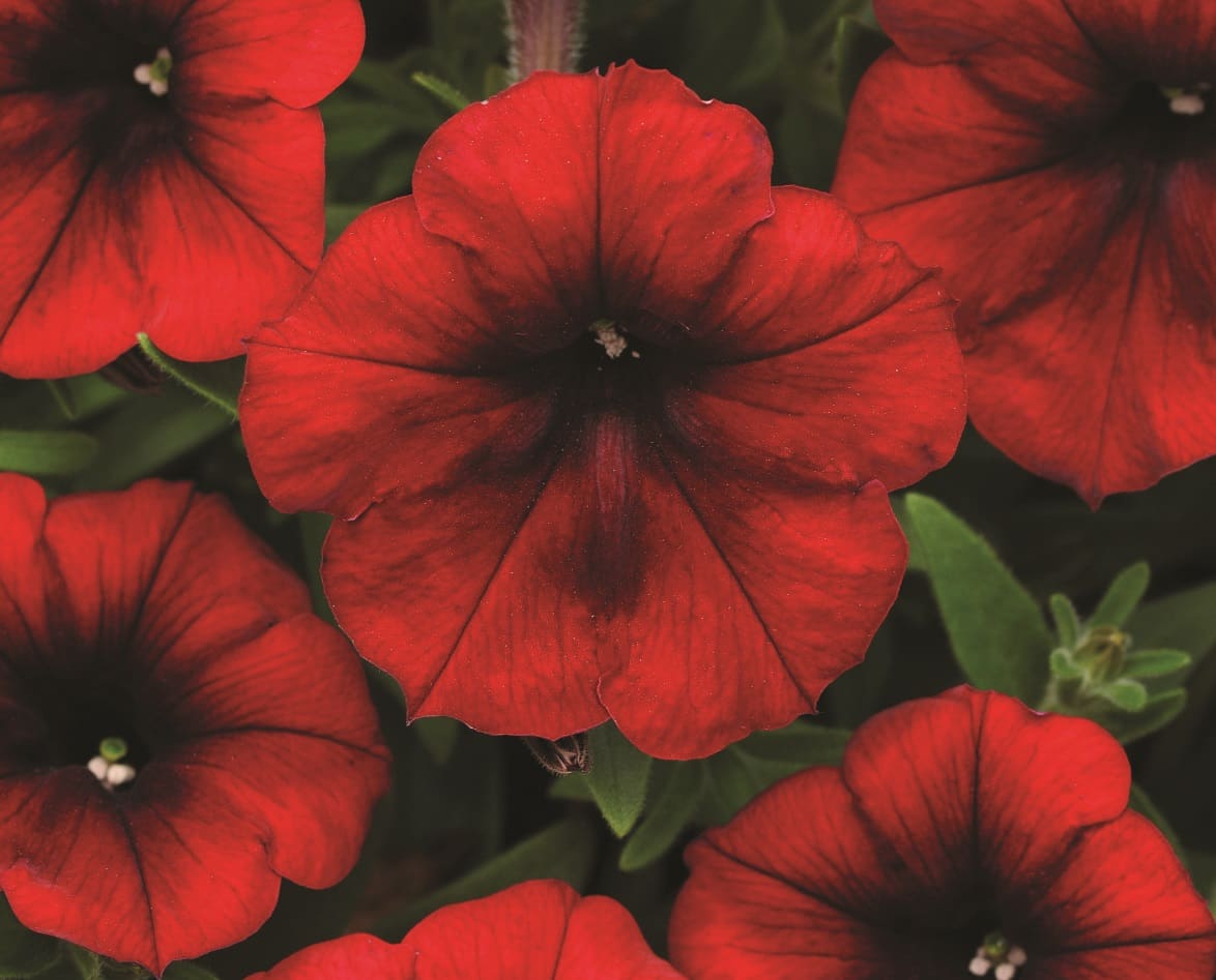 Easy Wave Petunia- Red Velour 6 pack