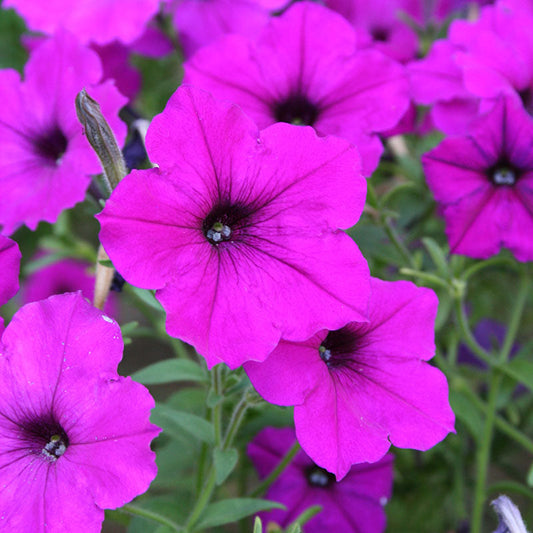 Easy Wave Petunia- Violet 6 Pack