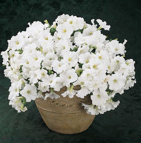 Easy Wave Petunia- White 6 pack