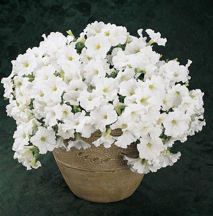 Easy Wave Petunia- White 6 pack