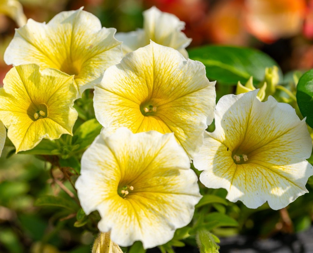 Easy Wave Petunia- Yellow 6 pack