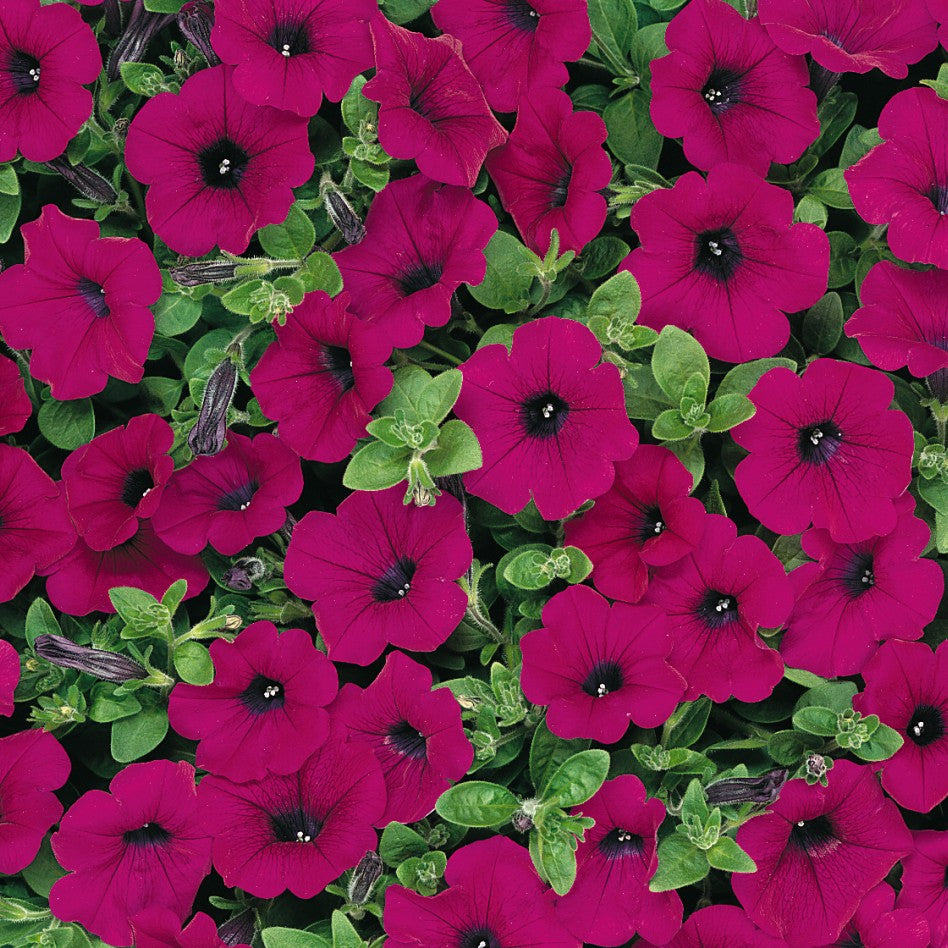 Wave Purple Classic Petunia
