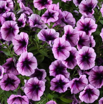Cascadias Purple Ice Petunia