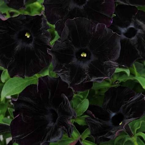 Ray Black Petunia