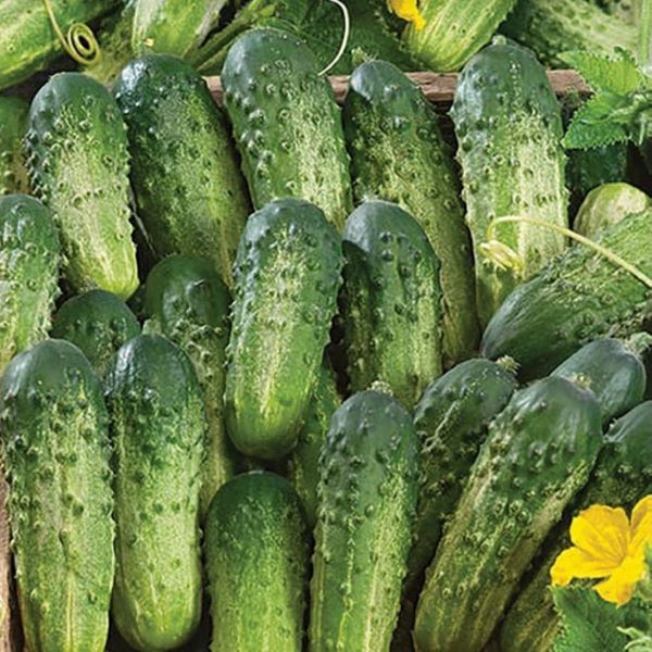 Sumter Picking Cucumber Plant