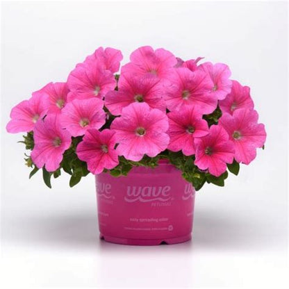 Easy Wave Petunia- Pink Cosmo