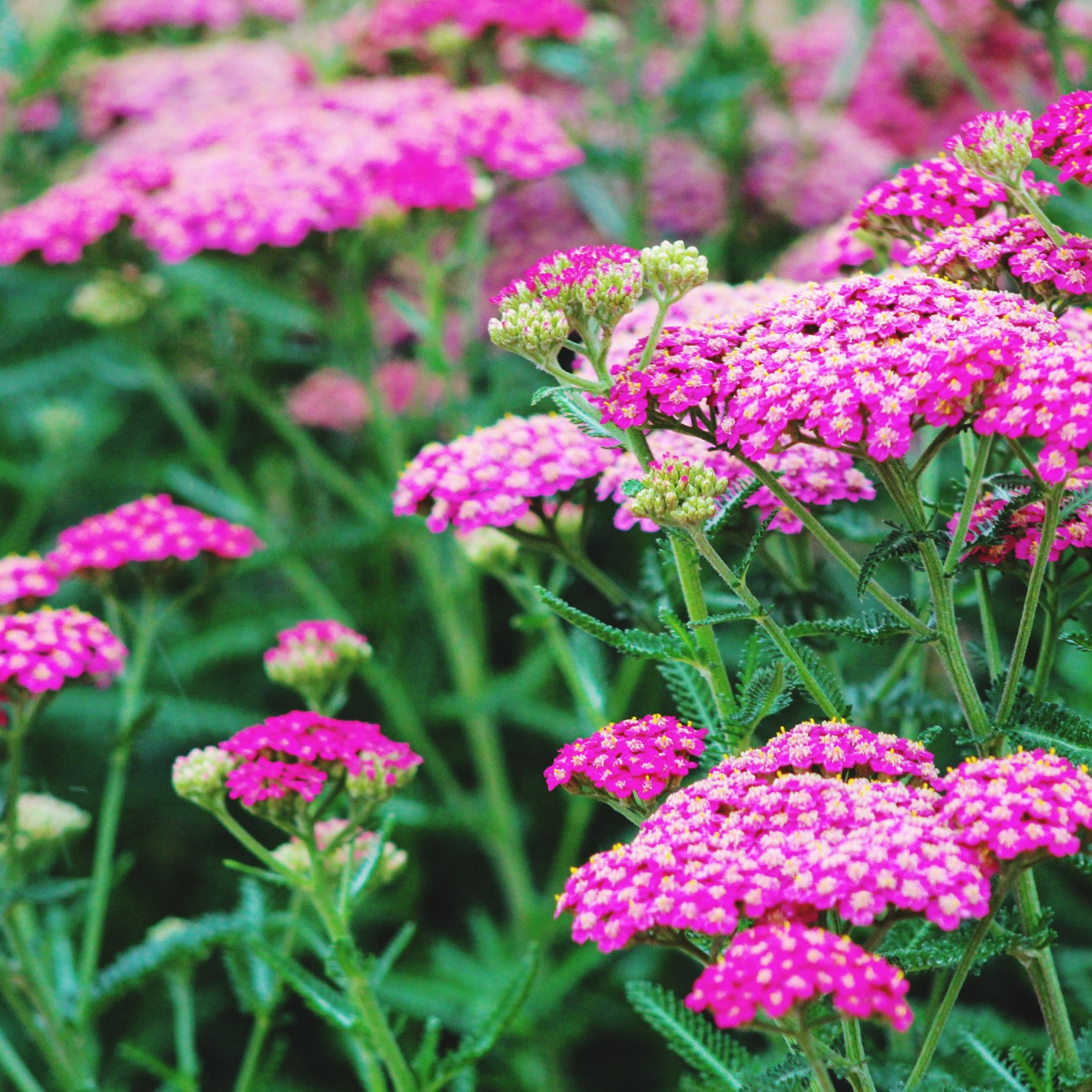 Yarrow Perennial Plant