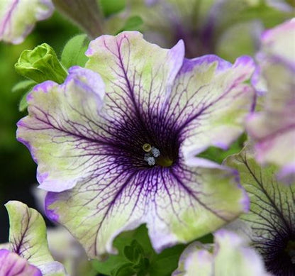 Petunia Amazonas Plum Cockatoo