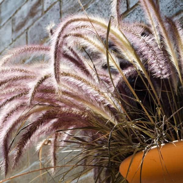 Purple Fountain Grass Plant