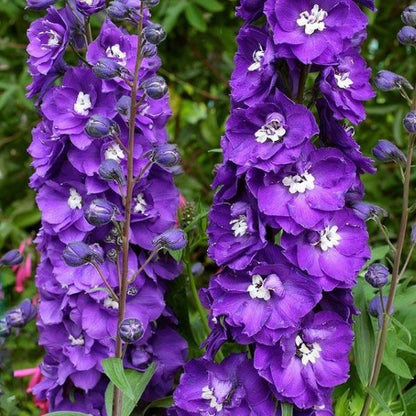 Pacific Giants Delphinium Perennial Plant