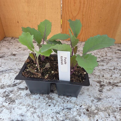 Purple Kohlrabi Plants- 4 Pack