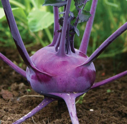 Purple Kohlrabi Plants- 4 Pack