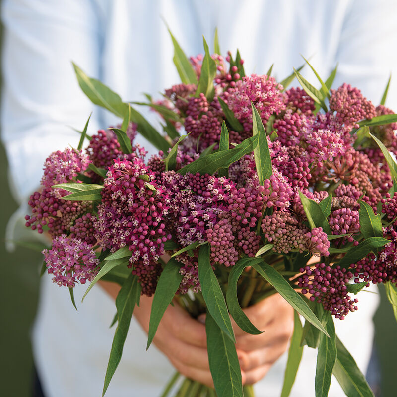 Milkweed Plant (good for monarch butterflies)