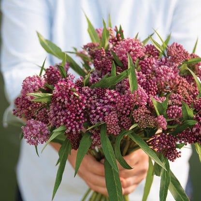 Milkweed Plant (good for monarch butterflies)