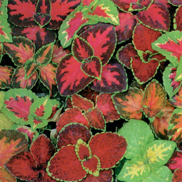 Rainbow Mix Coleus 6 Pack