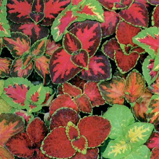 Rainbow Mix Coleus 6 Pack