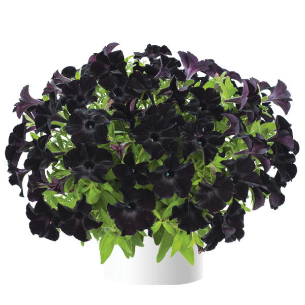 Ray Black Petunia