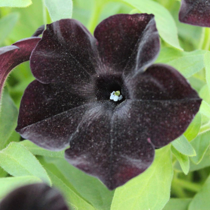Ray Black Petunia