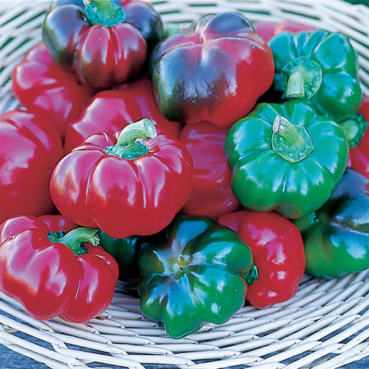 Sweet Cheese Red Pepper Plant