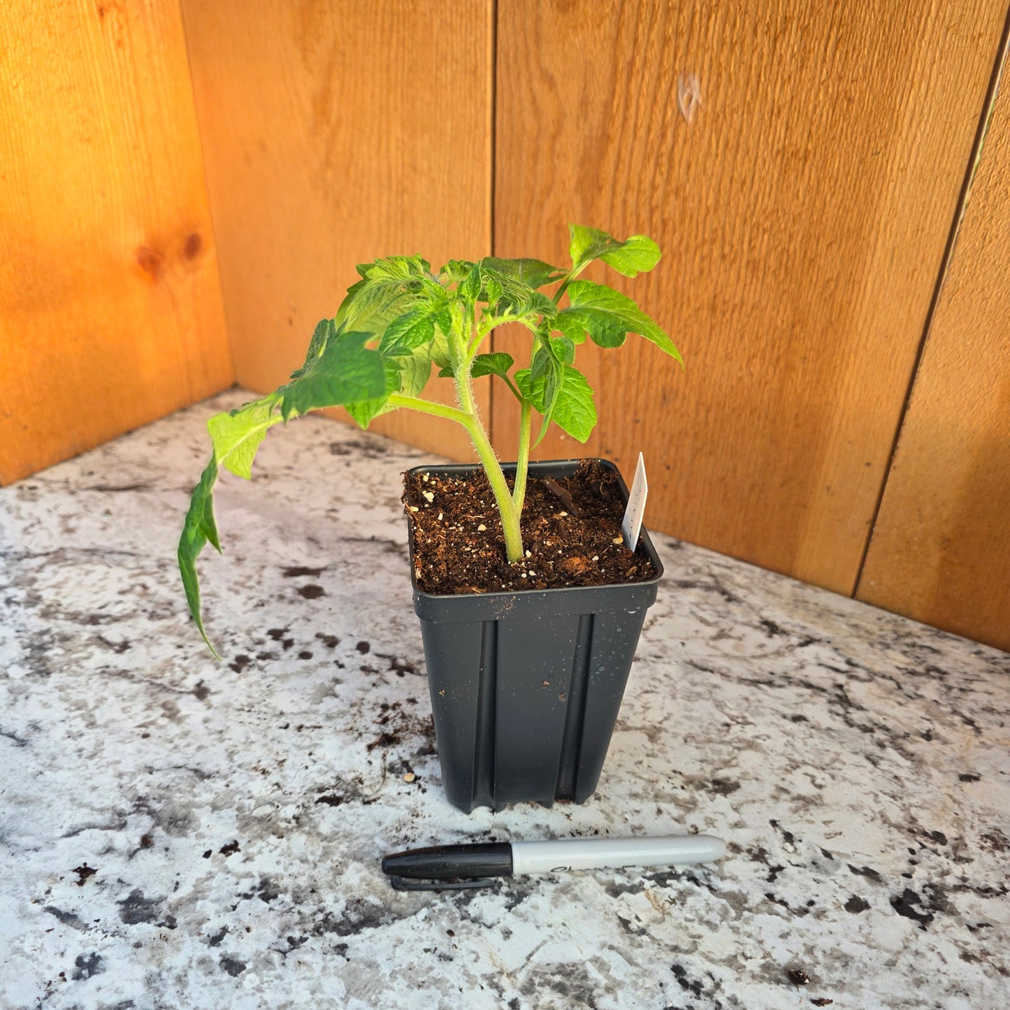 Oregon Spring Tomato Plant