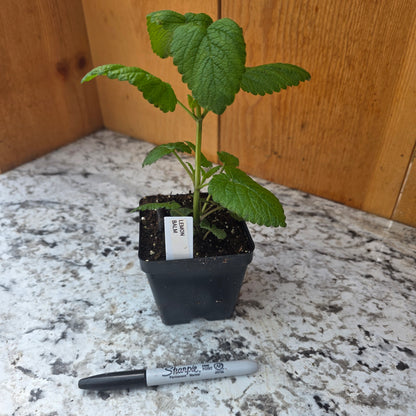 Lemon Balm