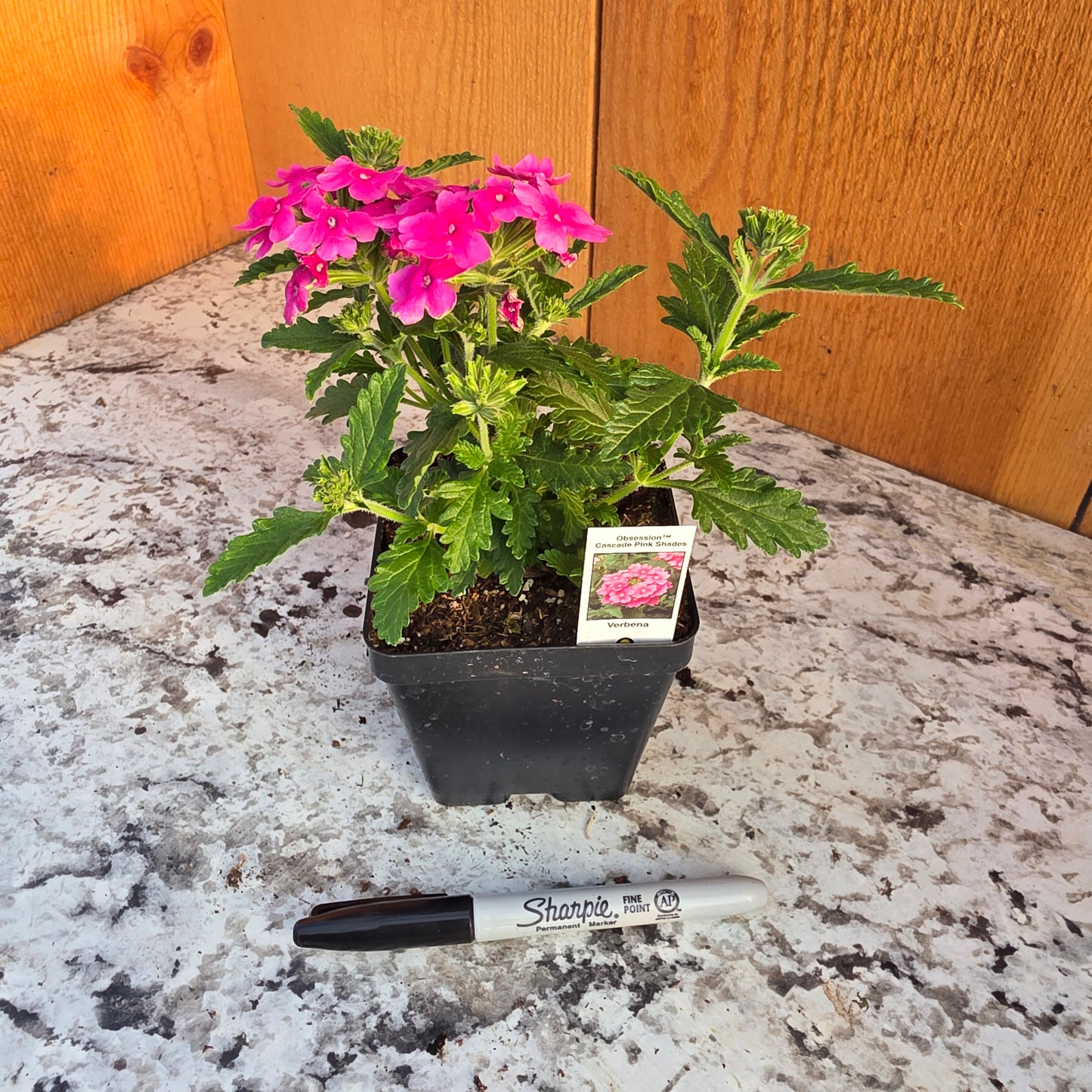 Verbena Obsession Cascade Pink Shades