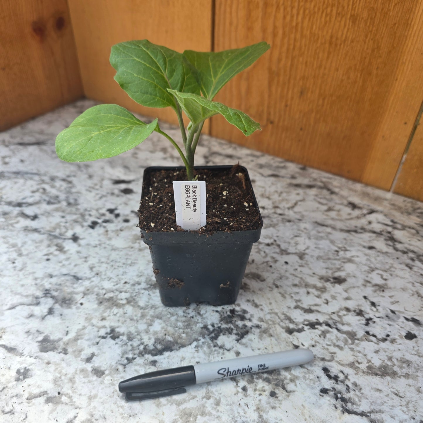 Black Beauty Eggplant Plant