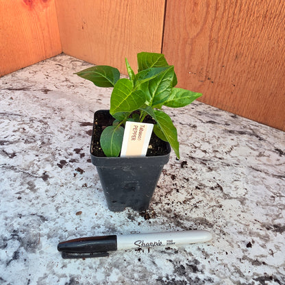 Tabasco Pepper