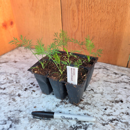 Dill Herb Plant- See Options